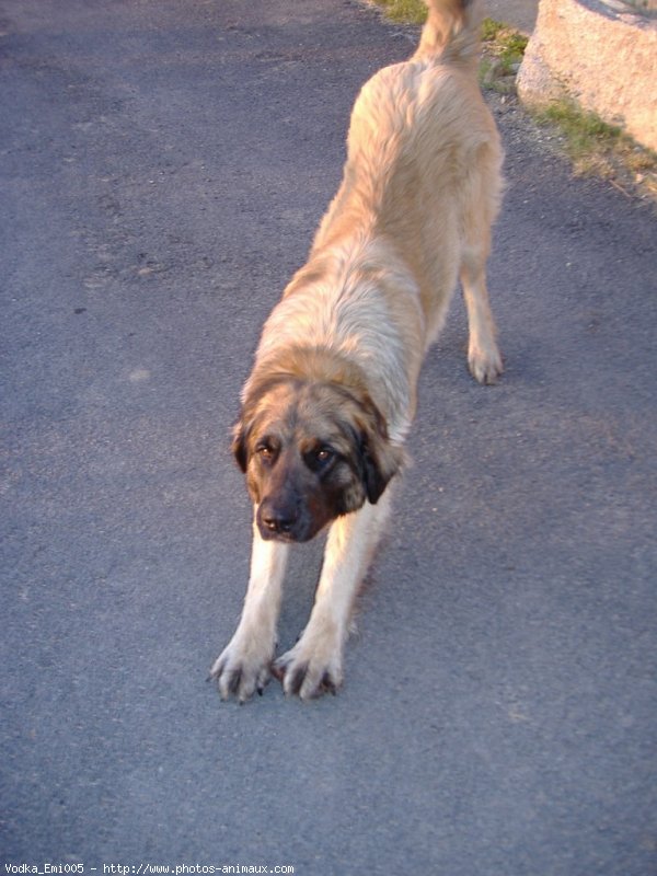 Photo de Leonberg