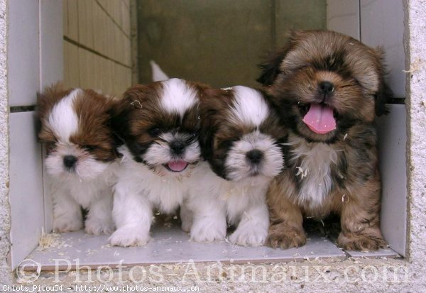 Photo de Shih tzu