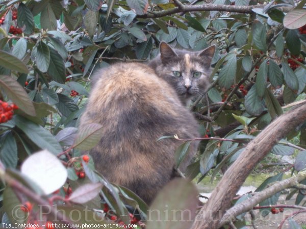 Photo de Chat domestique