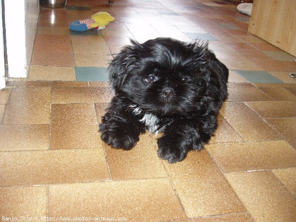 Photo de Shih tzu