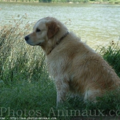 Photo de Golden retriever