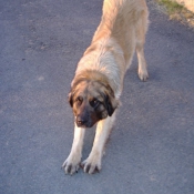 Photo de Leonberg