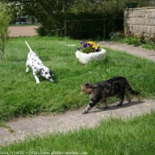 Photo de Dalmatien