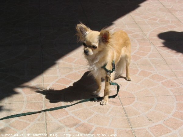 Photo de Chihuahua  poil long