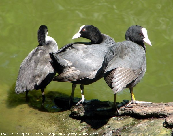 Photo de Poule