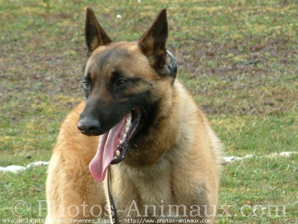 Photo de Berger belge malinois