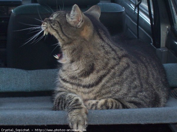 Photo de Chat domestique