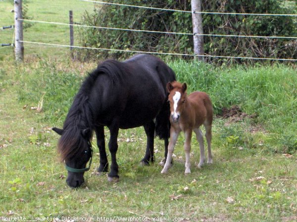 Photo de Shetland