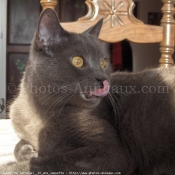 Photo de Chartreux