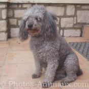 Photo de Caniche moyen