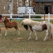 Photo de Shetland