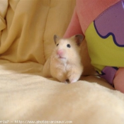 Photo de Hamster