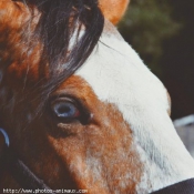 Photo d'Appaloosa