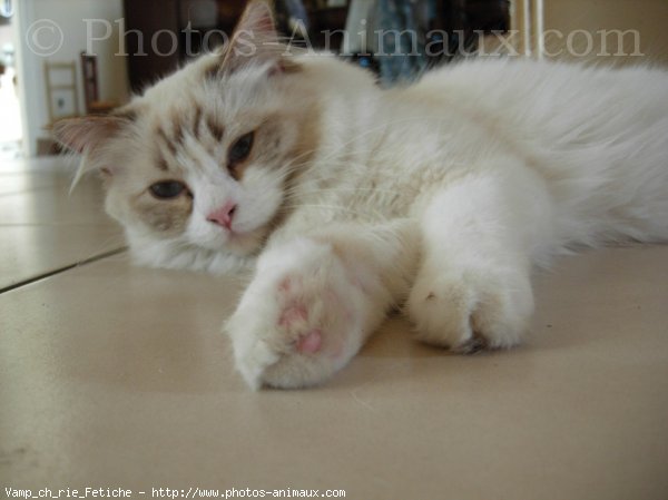 Photo de Ragdoll