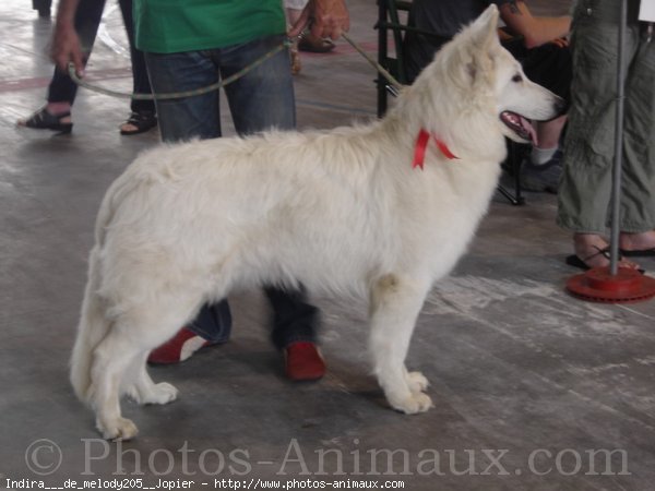 Photo de Berger blanc suisse