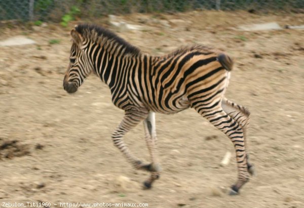 Photo de Zebre