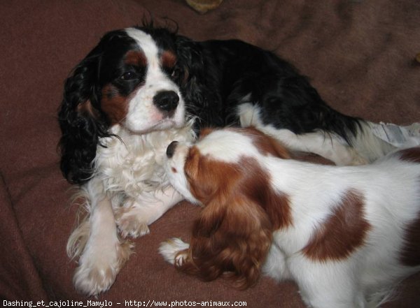 Photo de Cavalier king charles spaniel