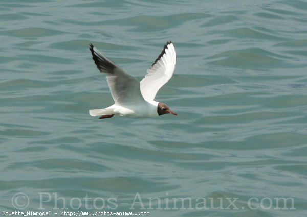 Photo de Mouette