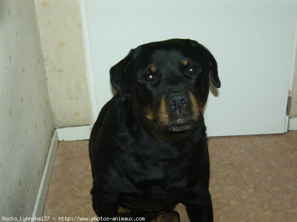 Photo de Rottweiler