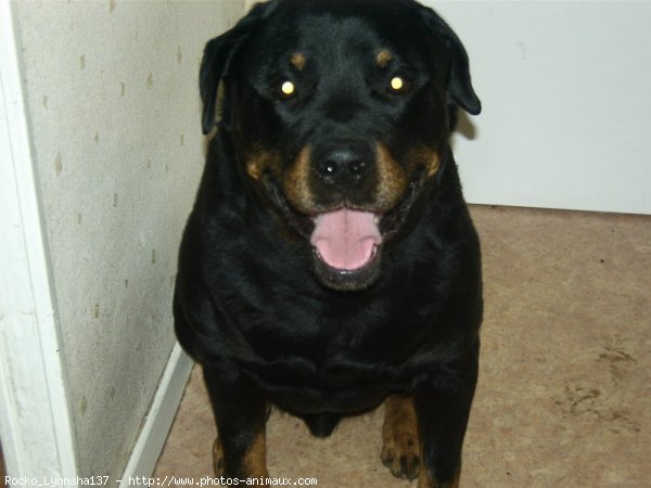 Photo de Rottweiler