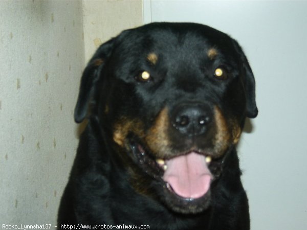 Photo de Rottweiler