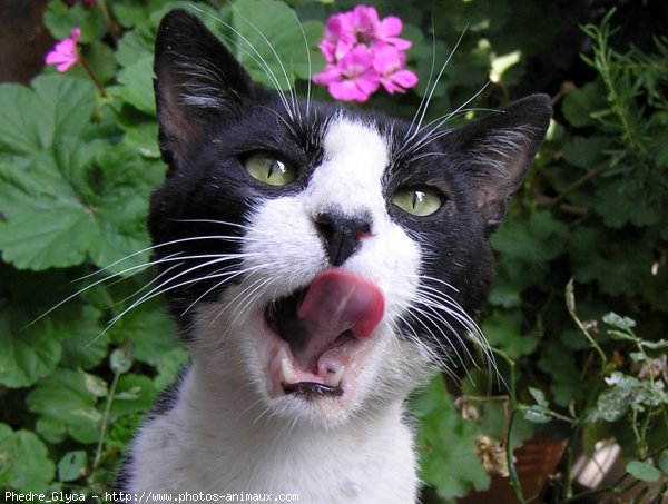 Photo de Chat domestique