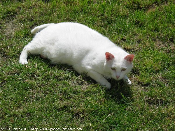 Photo de Chat domestique