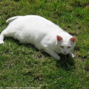 Photo de Chat domestique