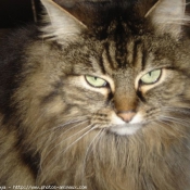 Photo de Maine coon