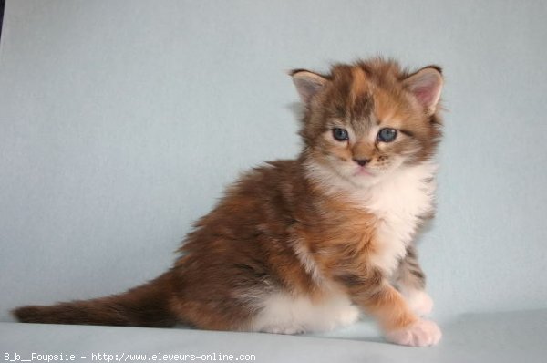 Photo de Maine coon