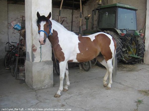 Photo de Paint horse