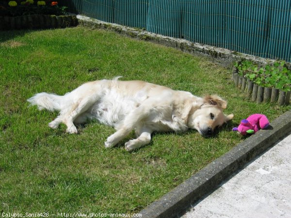 Photo de Golden retriever