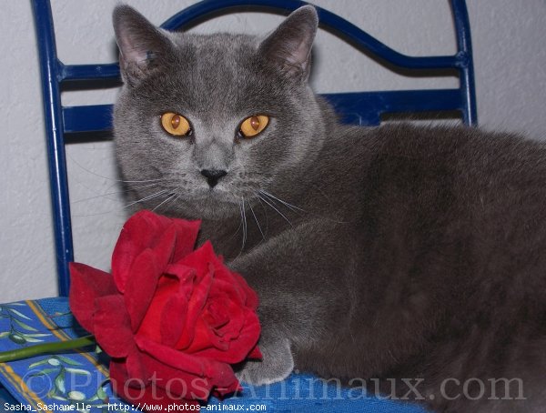 Photo de Chartreux