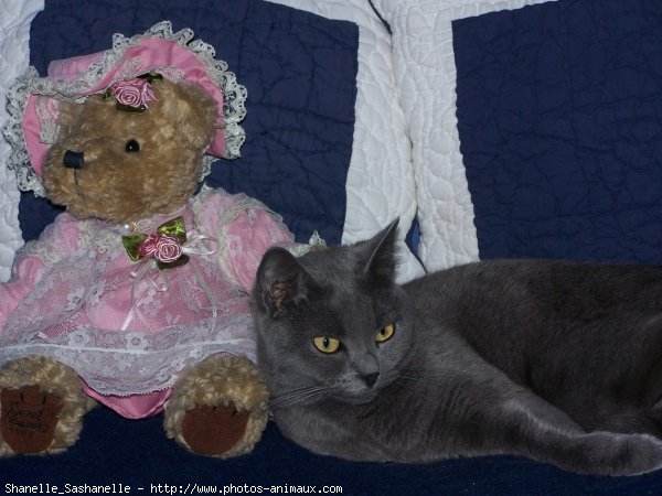 Photo de Chartreux