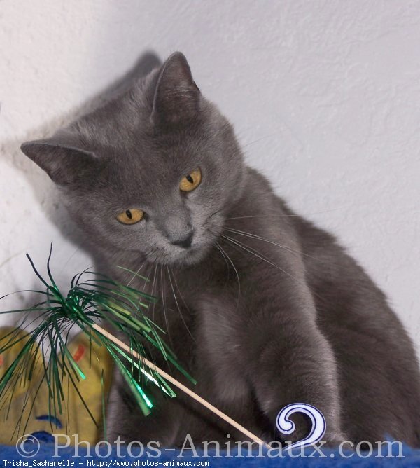 Photo de Chartreux