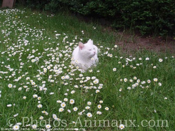 Photo de Chat domestique