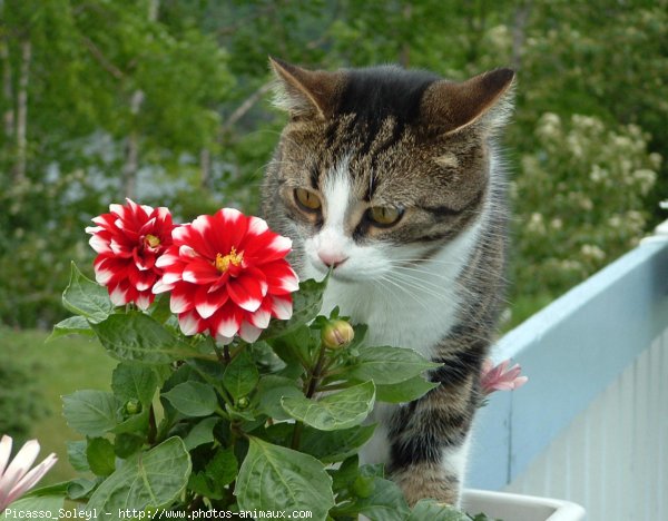 Photo de Chat domestique