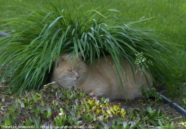 Photo de Chat domestique