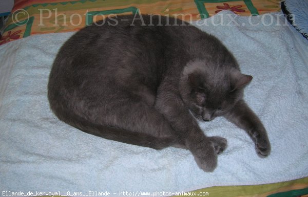 Photo de Chartreux