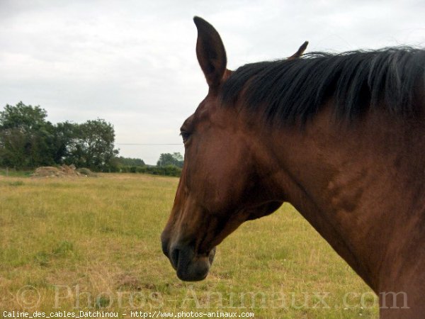 Photo de Trotteur franais