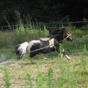 Photo de Races diffrentes