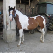 Photo de Paint horse