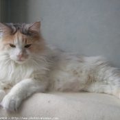 Photo de Maine coon