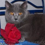 Photo de Chartreux