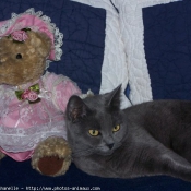 Photo de Chartreux