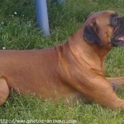 Photo de Boxer