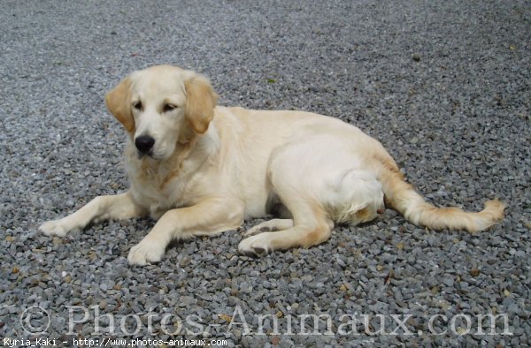 Photo de Golden retriever