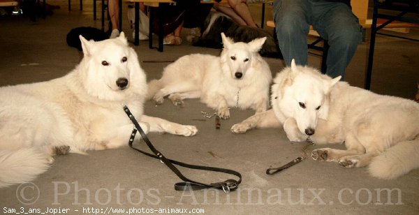 Photo de Berger blanc suisse