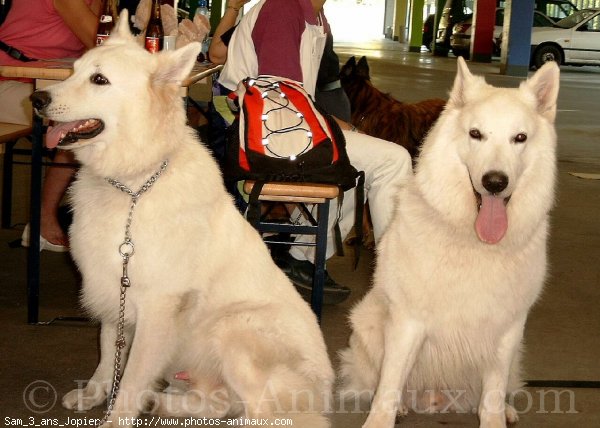 Photo de Berger blanc suisse