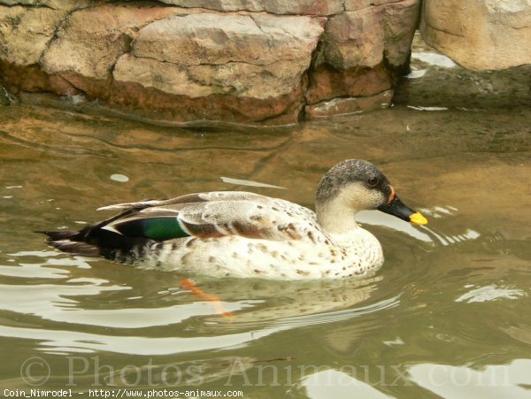 Photo de Canard